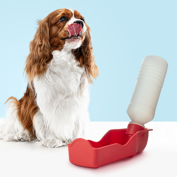 Eternal Dog Walker's SetDog Leash And Water Bottle/bowl Combo Wayfair